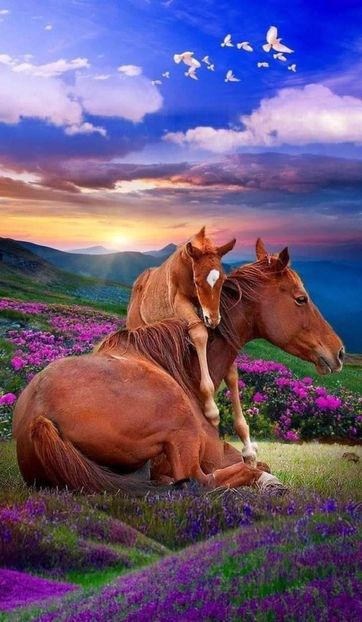  - Cai animale nobile