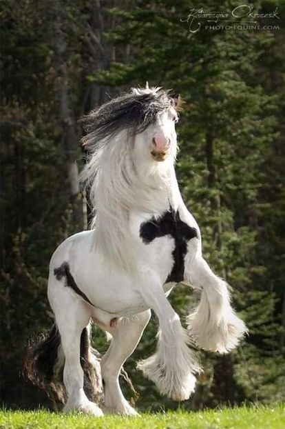  - Cai animale nobile