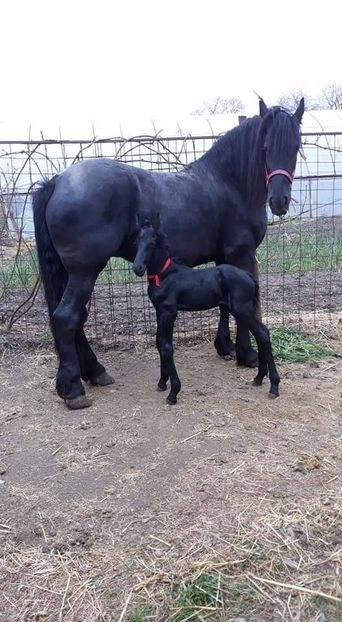  - Cai animale nobile
