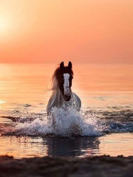  - Cai animale nobile