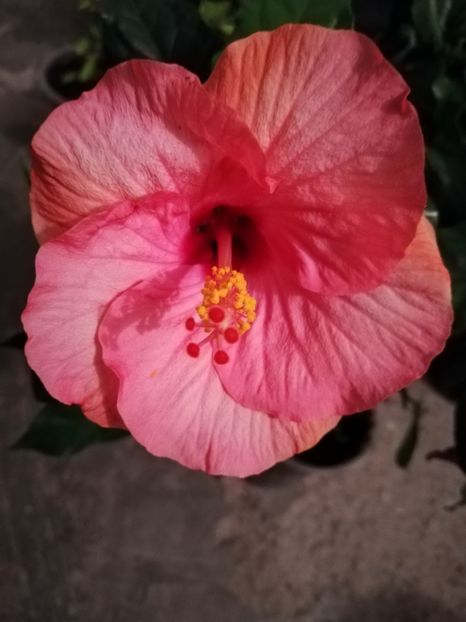  - Hibiscus Venetie