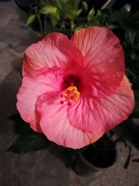  - Hibiscus Venetie