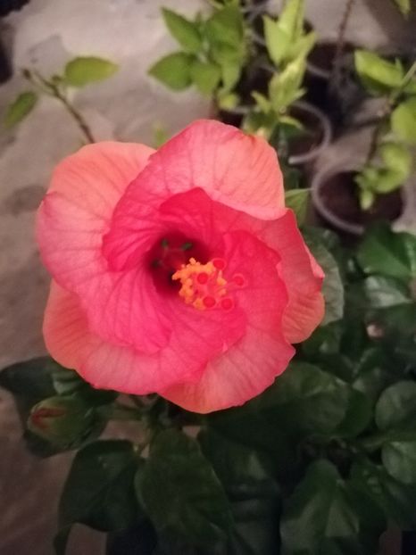  - Hibiscus Venetie