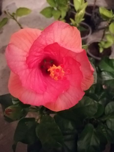  - Hibiscus Venetie