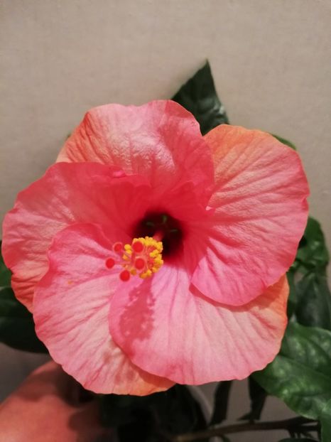  - Hibiscus Venetie