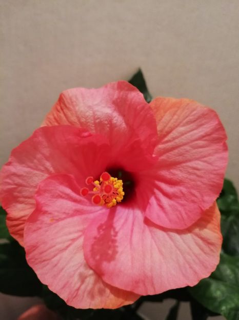  - Hibiscus Venetie