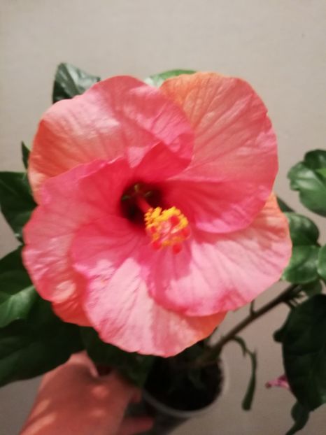  - Hibiscus Venetie