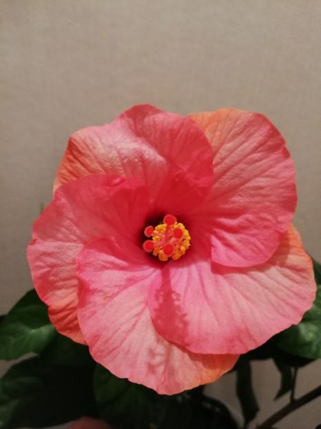  - Hibiscus Venetie