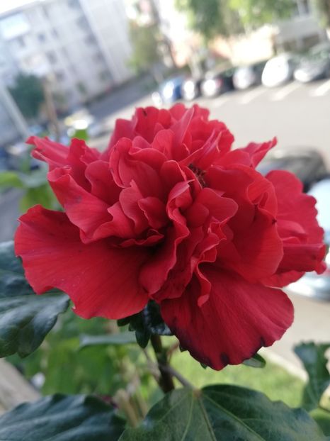  - Hibiscus Clasic Red dublu