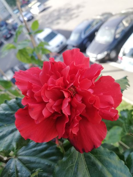  - Hibiscus Clasic Red dublu