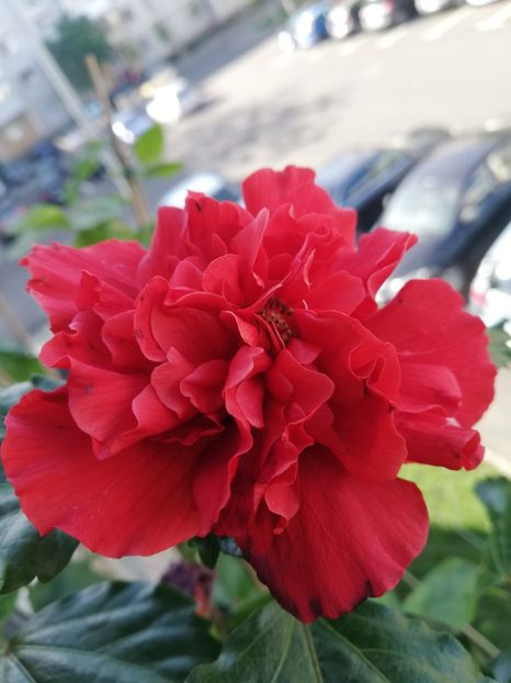  - Hibiscus Clasic Red dublu