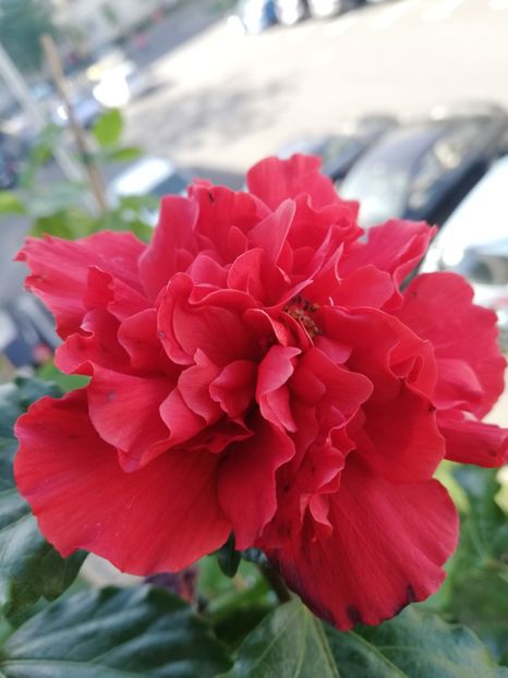  - Hibiscus Clasic Red dublu