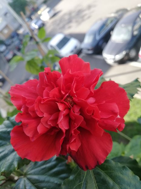  - Hibiscus Clasic Red dublu