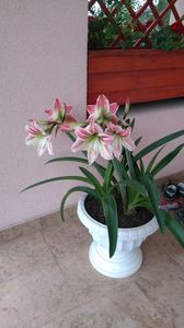 108159502_AGODGKM - Plante de interior