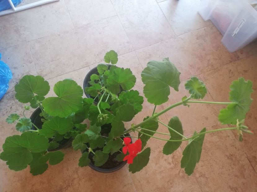 Muscate ghivece mari, - Plante de interior