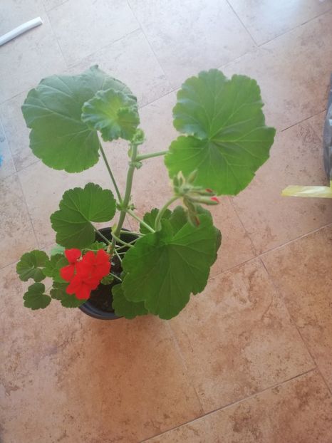  - Plante de interior