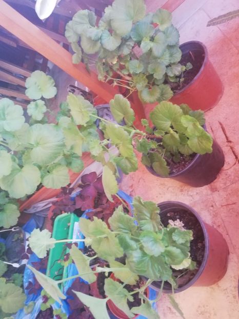 Muscate, - Plante de interior