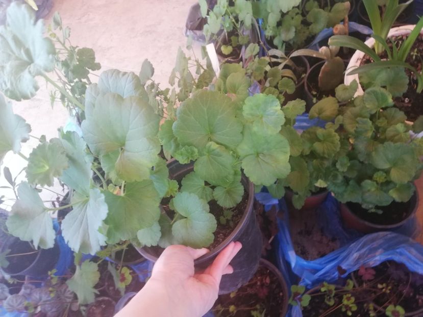  - Plante de interior