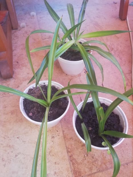  - Plante de interior