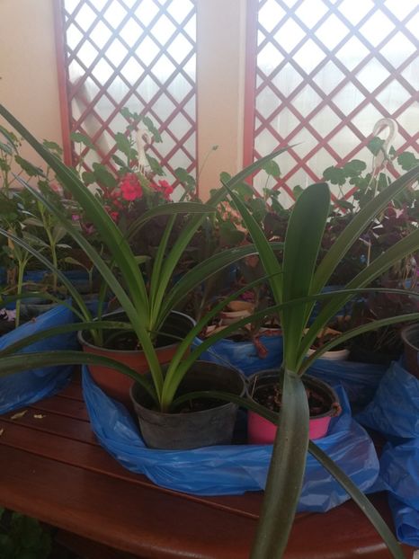  - Plante de interior