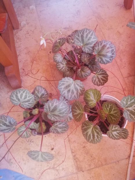 Saxifraga stolonifera, 15 ron/buc - Plante de interior - cele cu pret afisat sunt disponibile