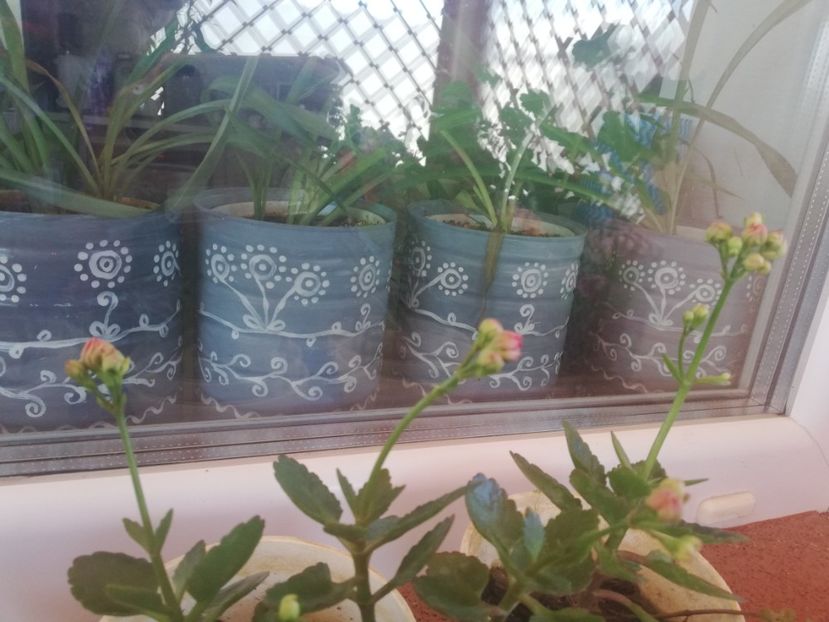  - Plante de interior
