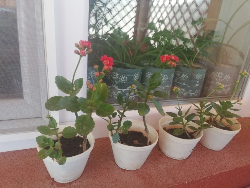 Kalanchoe rosie, 15 ron/buc - Plante de interior - cele cu pret afisat sunt disponibile