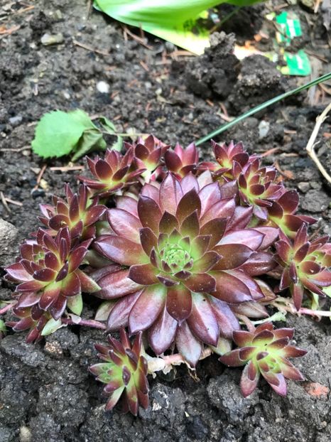 Sempervivum - Suculente