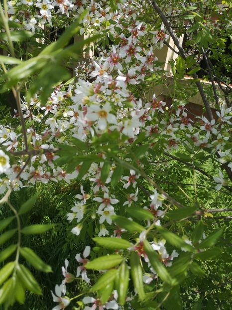  - arbori ornamentali 2021