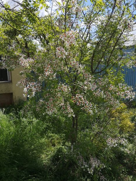  - arbori ornamentali 2021