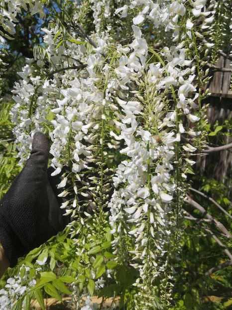  - arbori ornamentali 2021