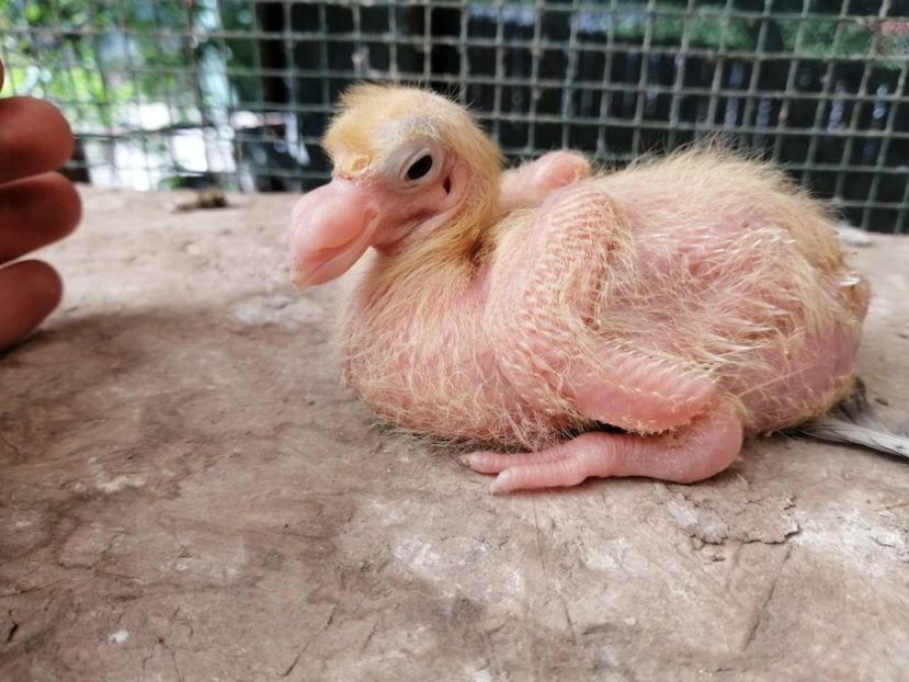 AGH - Tineret AGH 2021