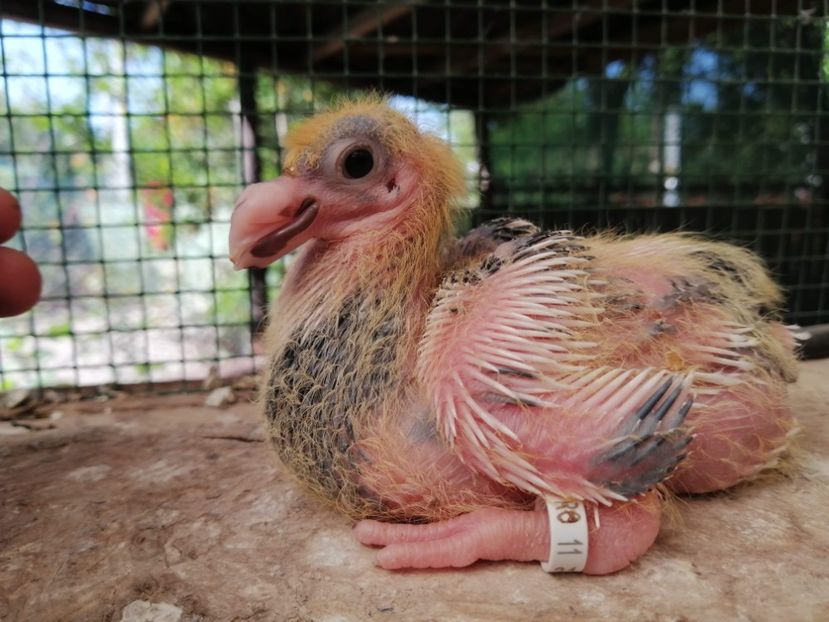 AGH - Tineret AGH 2021