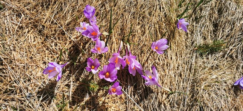 IMG-20210503-WA0006 - Paste 2020 Moeciu