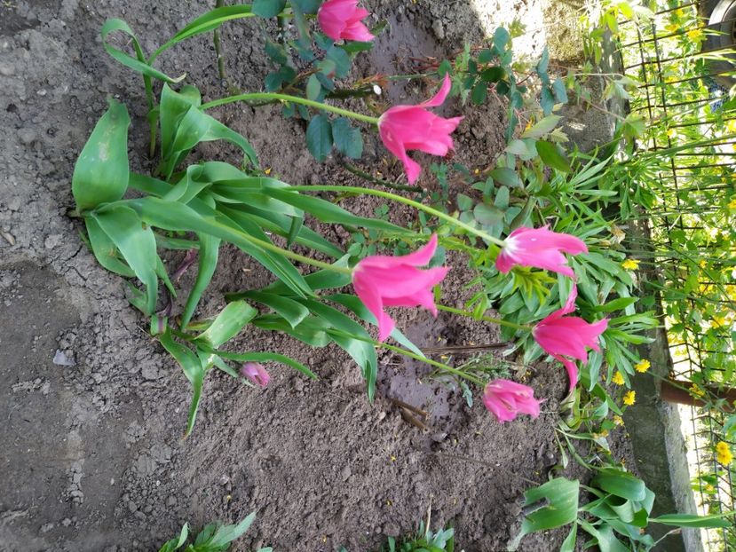  - Gradina Mariei