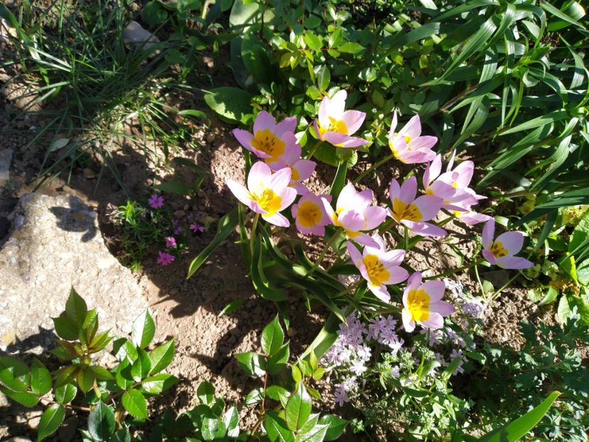  - Gradina Mariei