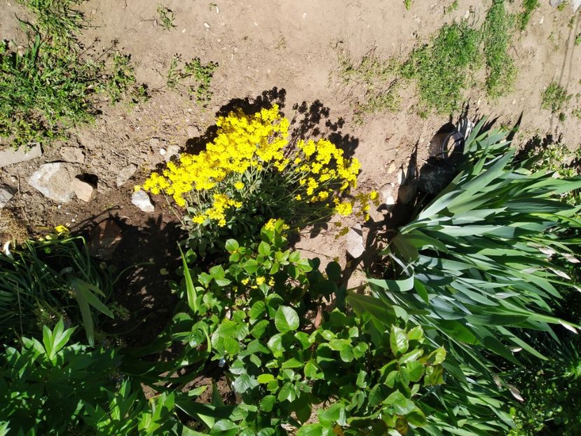  - Gradina Mariei