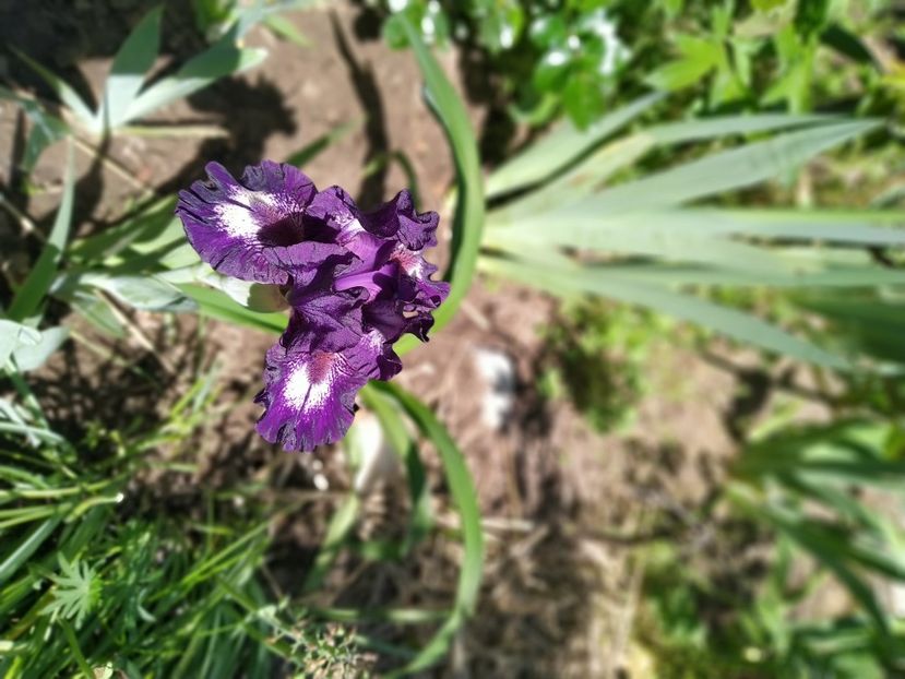  - Gradina Mariei