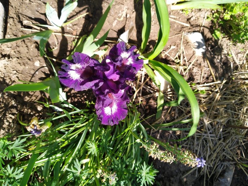  - Gradina Mariei
