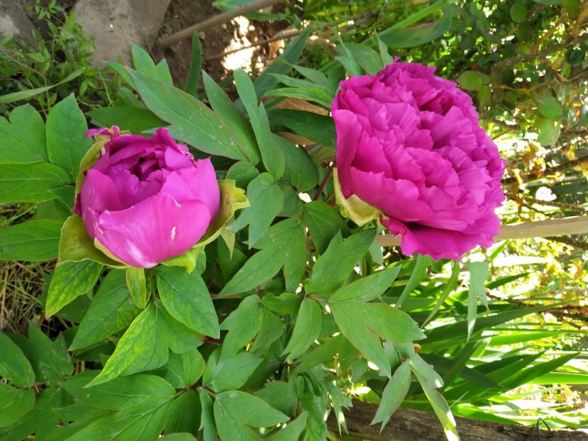  - Gradina Mariei