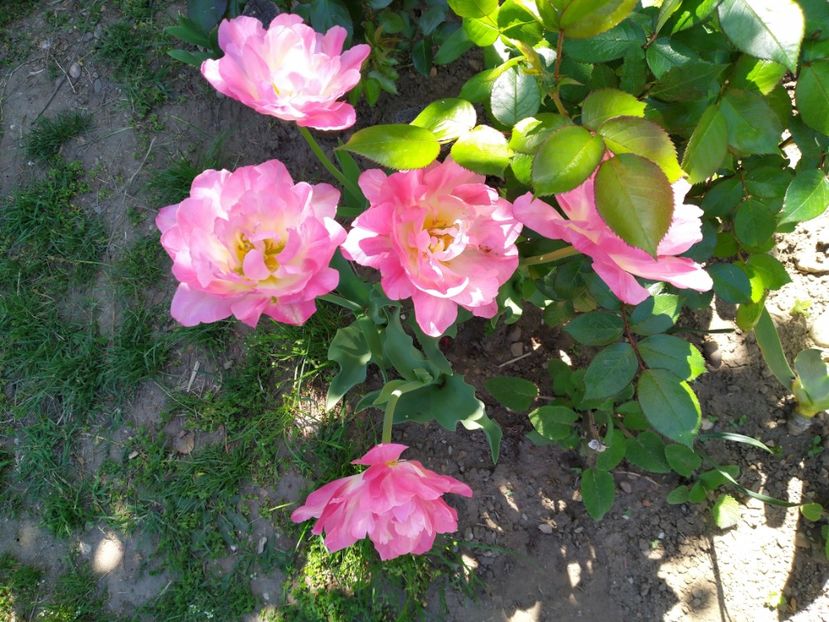 - Gradina Mariei