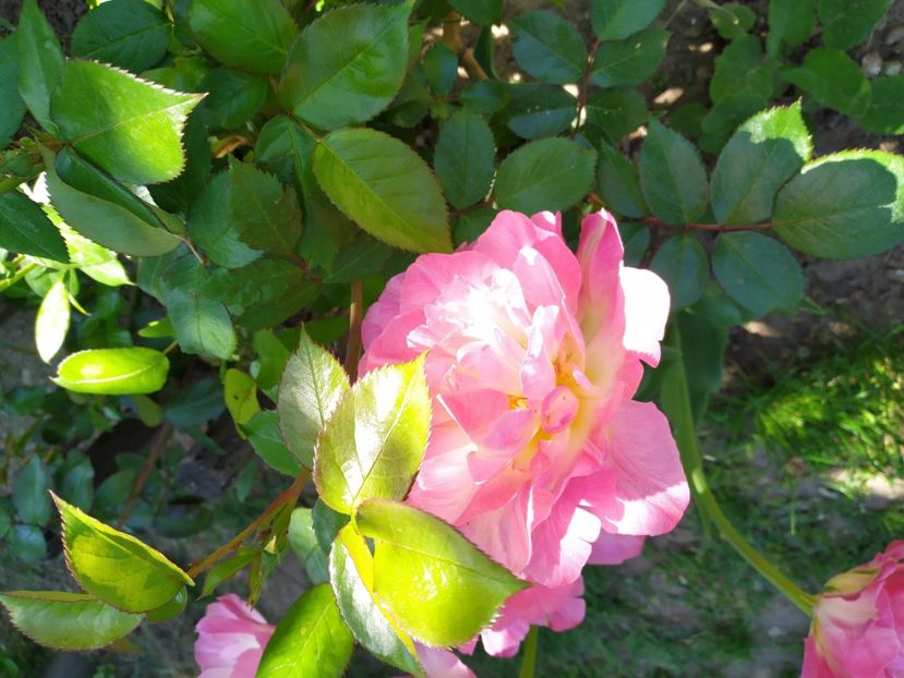  - Gradina Mariei