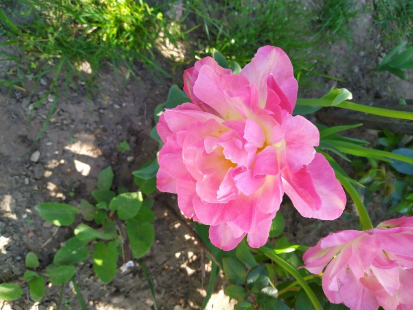  - Gradina Mariei