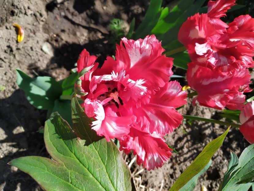  - Gradina Mariei