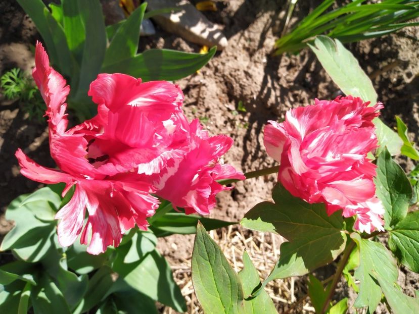  - Gradina Mariei