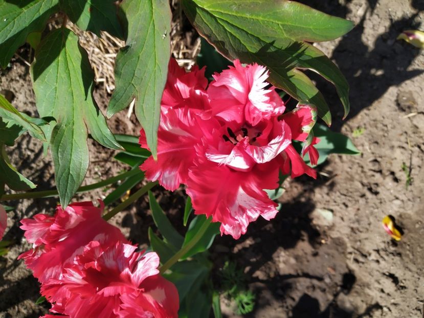  - Gradina Mariei