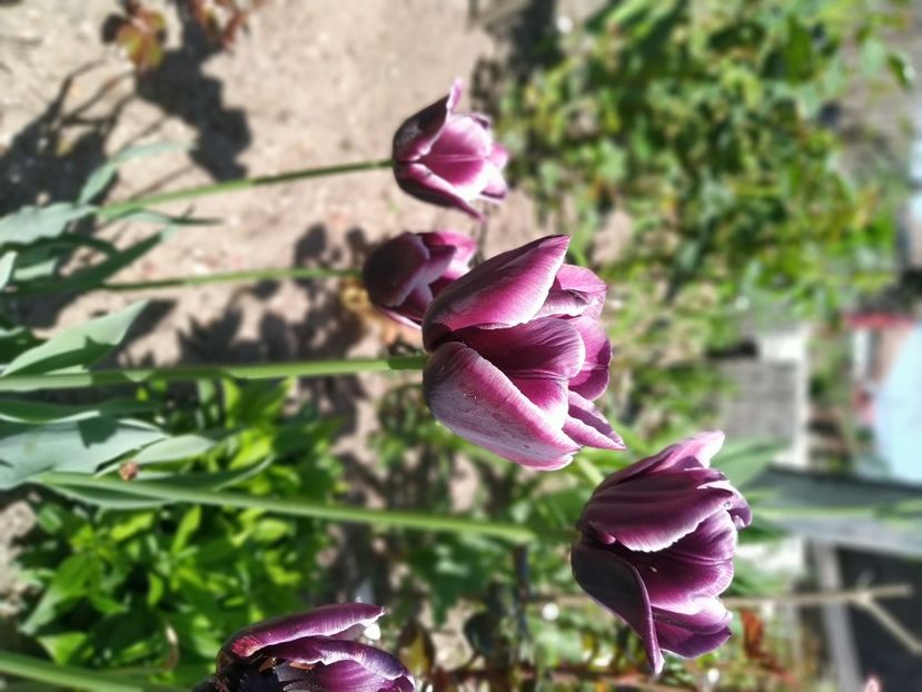  - Gradina Mariei