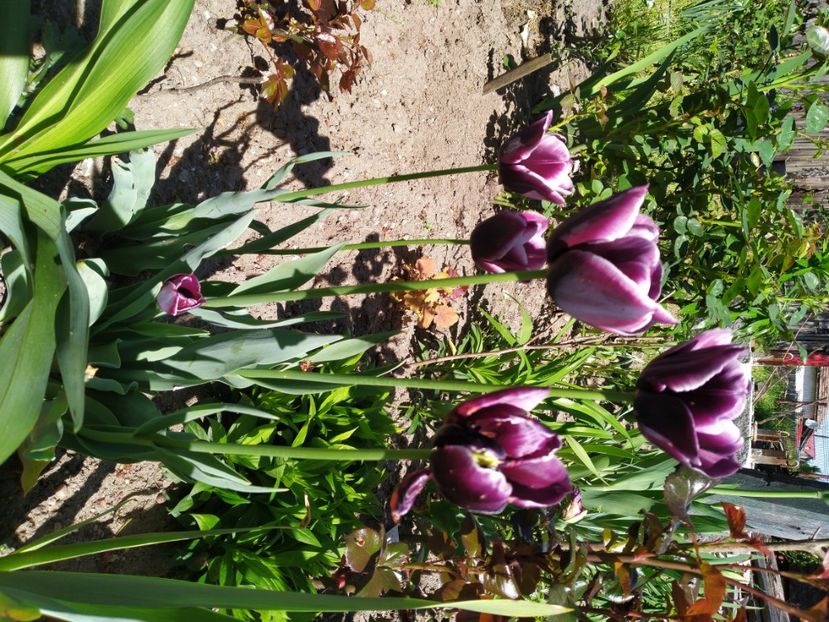  - Gradina Mariei