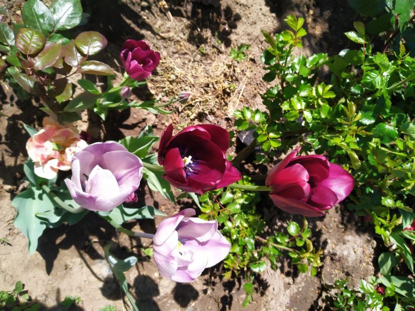 - Gradina Mariei