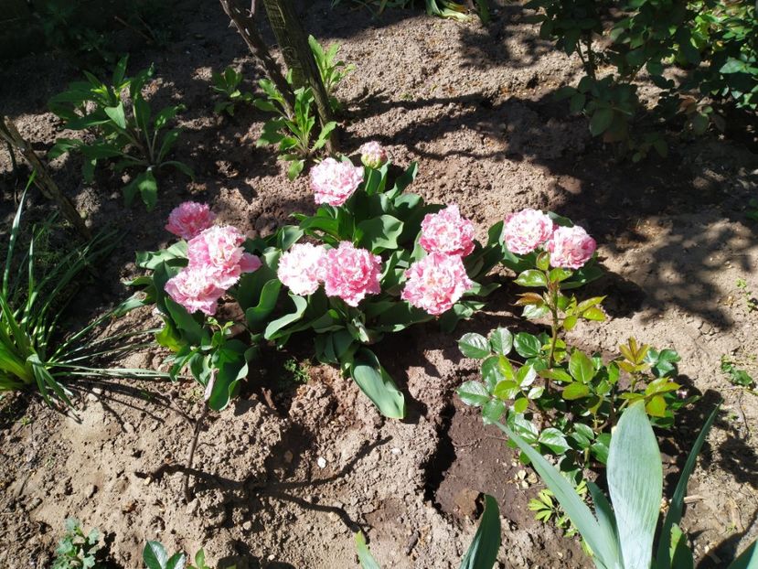  - Gradina Mariei